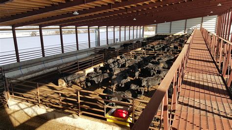 Beef Cattle Handling Facilities 